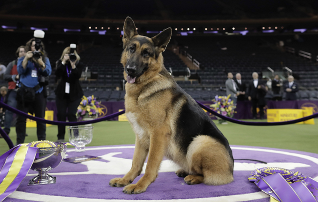 German shepherd goes from couch to green carpet to win best in show at Westminster
